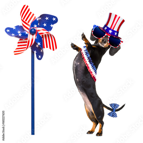 independence day 4th of july dog