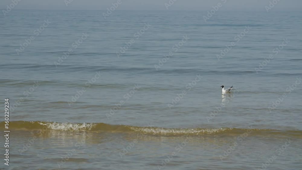 Slow motion of a lonely seagull flies away in the Baltic sea. Slow motion of a lonely seagull flies away in the Baltic sea.