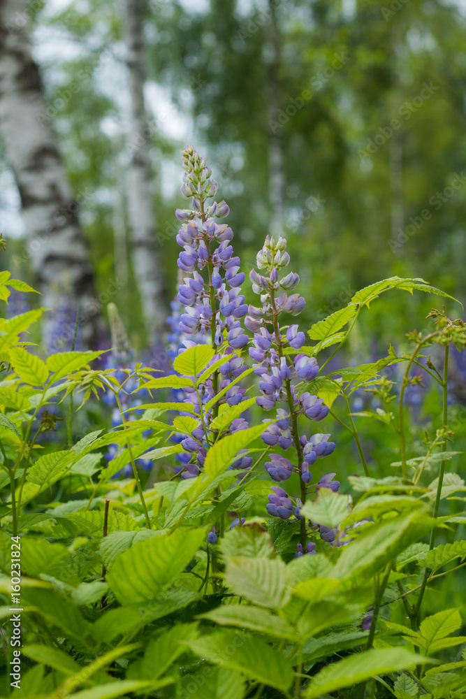 blue flowers field against forest at sunny day