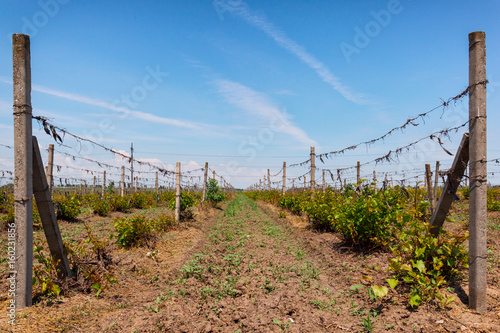 planted grapes