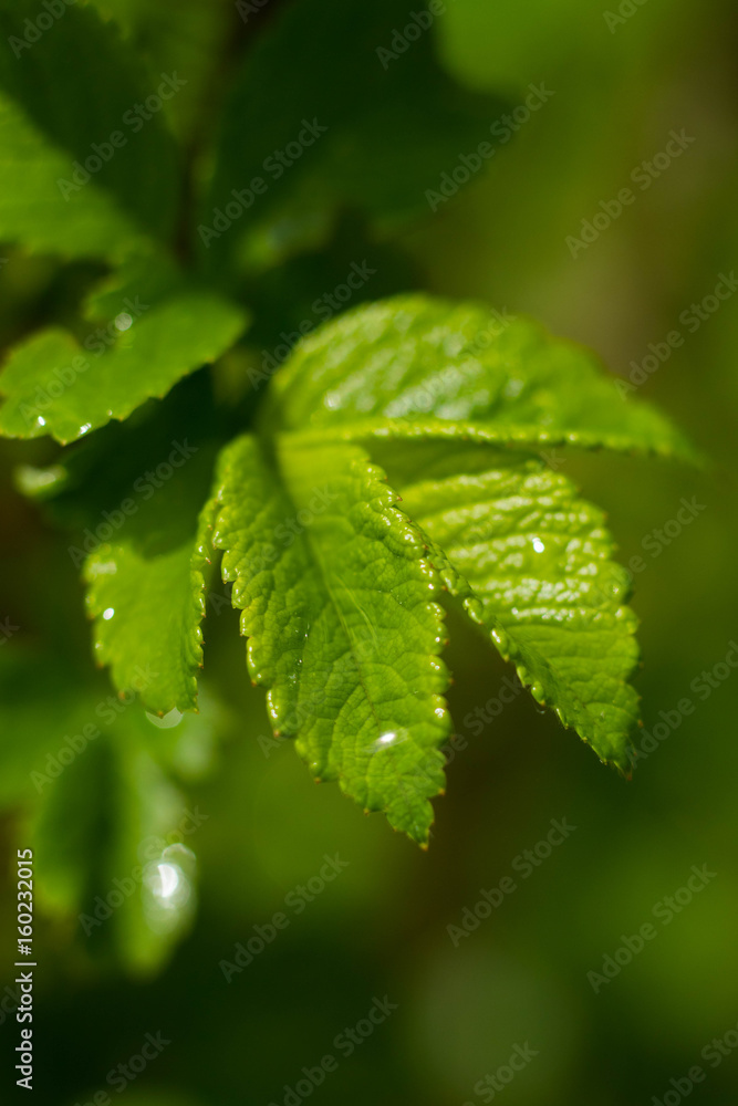 green fresh leaf with water drop on it green fresh leaf with water drop on it