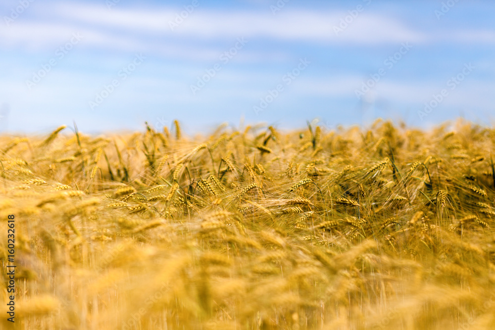 Fototapeta premium golden corn field