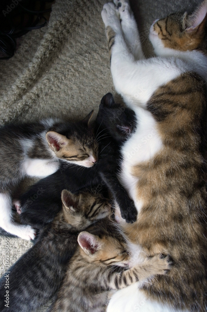 くっついて眠る猫の親子 くっついて眠る猫の親子