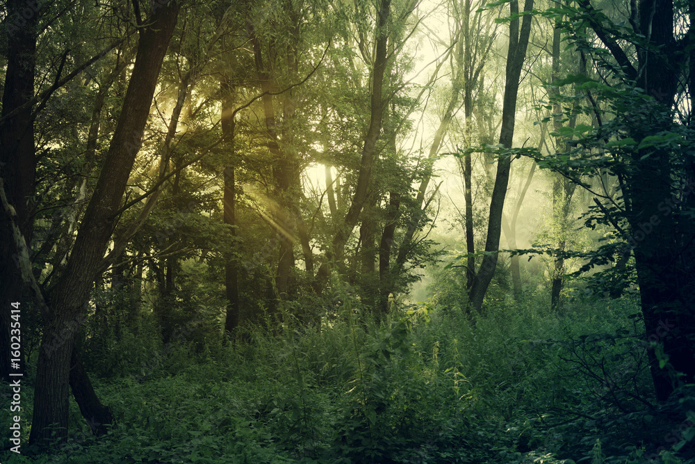 Morning in the forest. Sunlight breaks through the tangle of branches of trees. Summer morning landscape, toned
