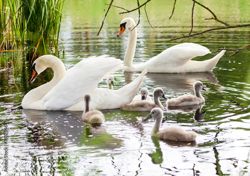a swan family swims in a lake