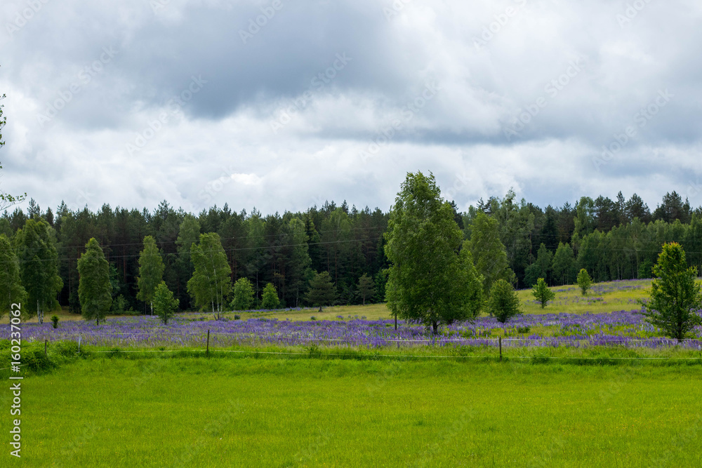Obraz premium cloudy sky against green field blue flowers and forest against