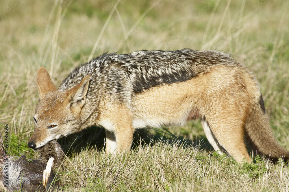 Fototapeta premium Black Backed Jackal, South Africa