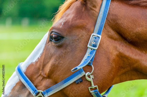 Fototapeta Naklejka Na Ścianę i Meble -  portrait of a brown horse