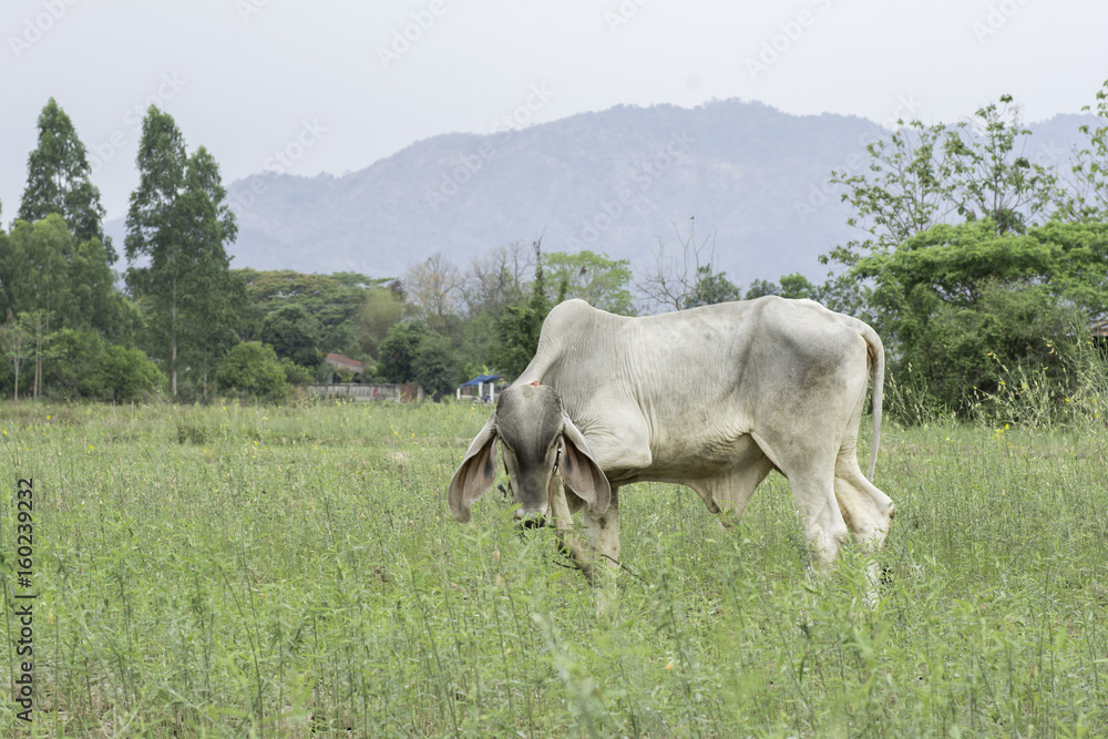 cow ate grass in the field of rural Thailand cow ate grass in the field of rural Thailand