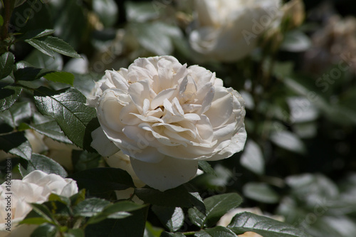 Wild Rose - White