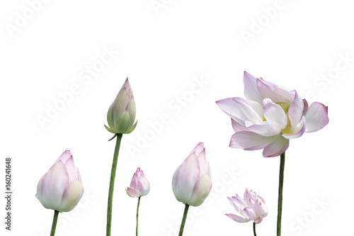 Pink Lotus buds iand bloom  Isolatred on white