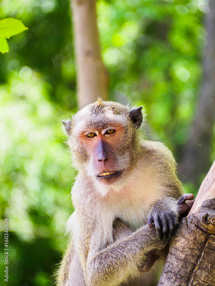 Obraz premium monkey