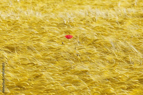 Reifes Kornfeld