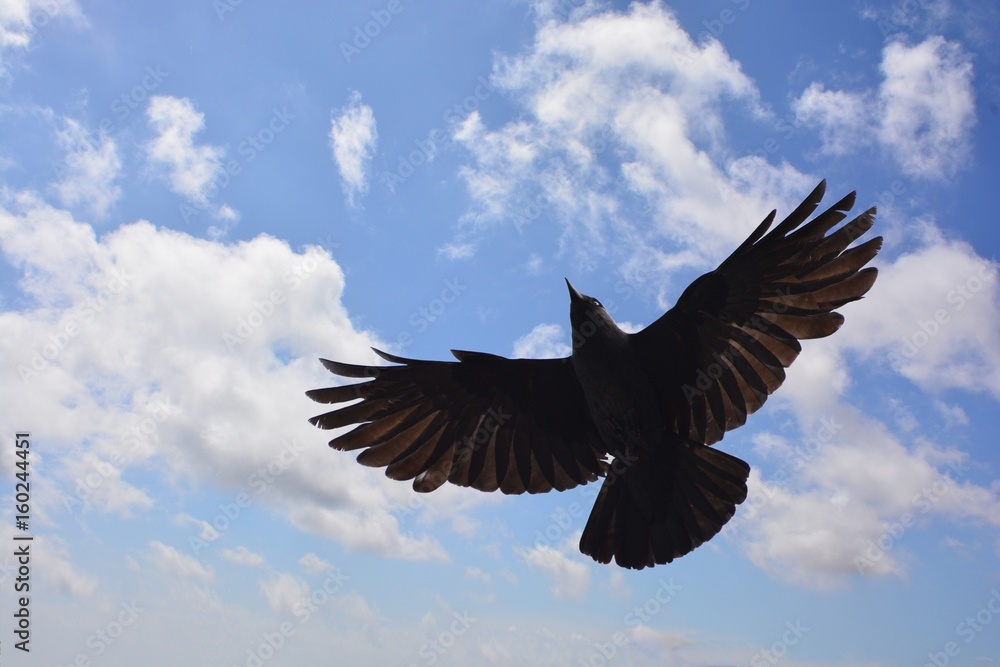 Rabe / Krähe im fliegen Flug - fliegen mit Flügeln schwarz Rabe / Krähe im fliegen Flug - fliegen mit Flügeln schwarz