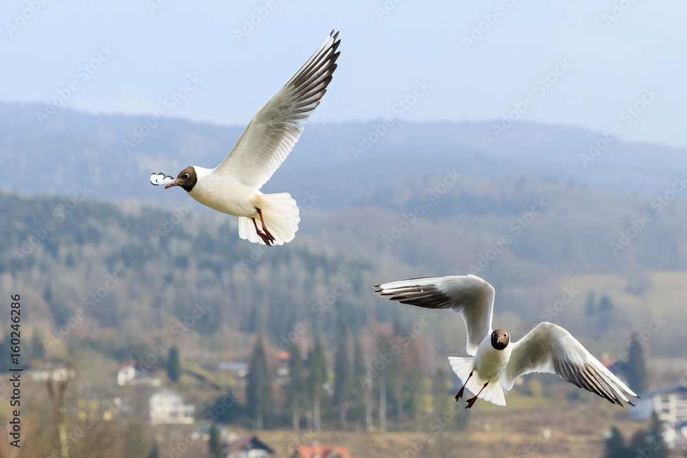 Fototapeta premium Black headed gull in flight