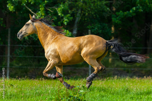 brown horse runs over a green willow