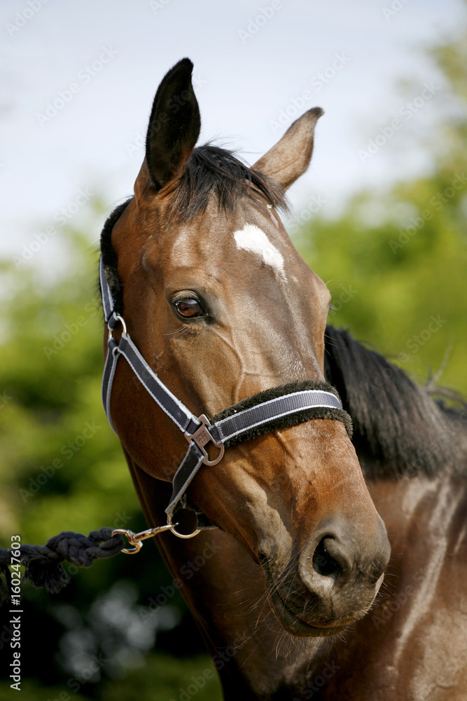 Show jumper horse head closeup against green natural background Show jumper horse head closeup against green natural background