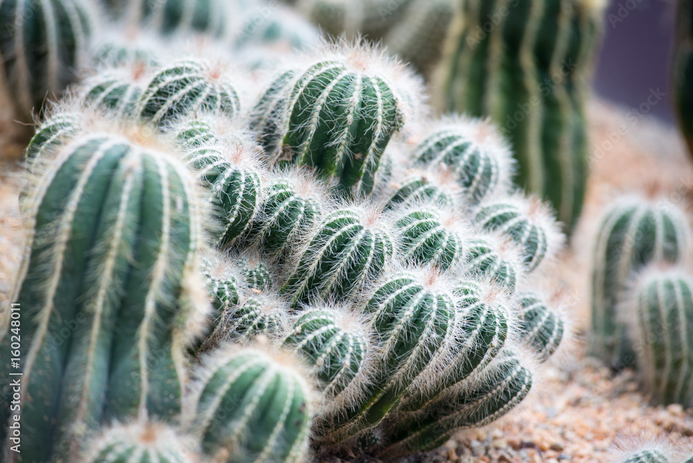 Cactus Cactus