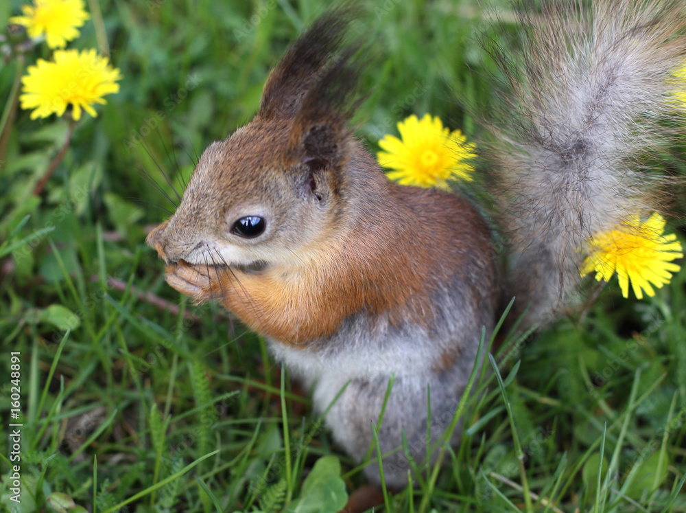 The squirrel gnaws nuts among dandelions The squirrel gnaws nuts among dandelions