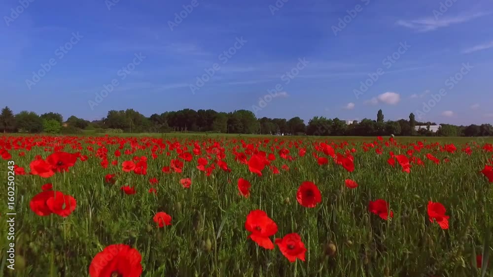 aerial view of red poppy field aerial view of red poppy field