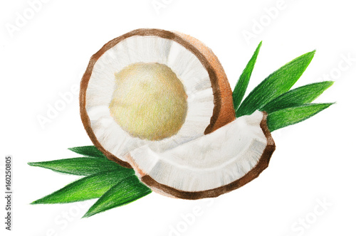 Coconut - HAND DRAWING CRAYON