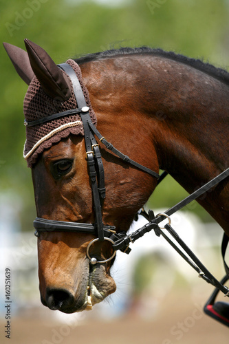Side view portrait closeup of a beautiful show jumper horse's head © acceptfoto