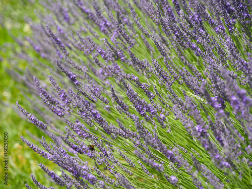 lavande en massif  horizontal 