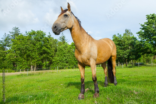 brown horse stands on green willow © filmbildfabrik