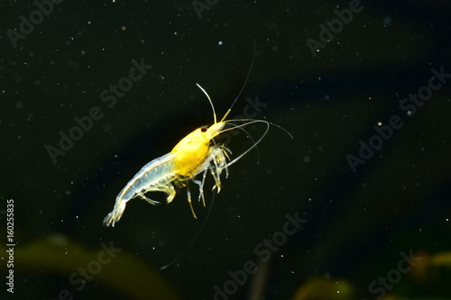 Schwimmende gelbe Skeleton Garnele photo