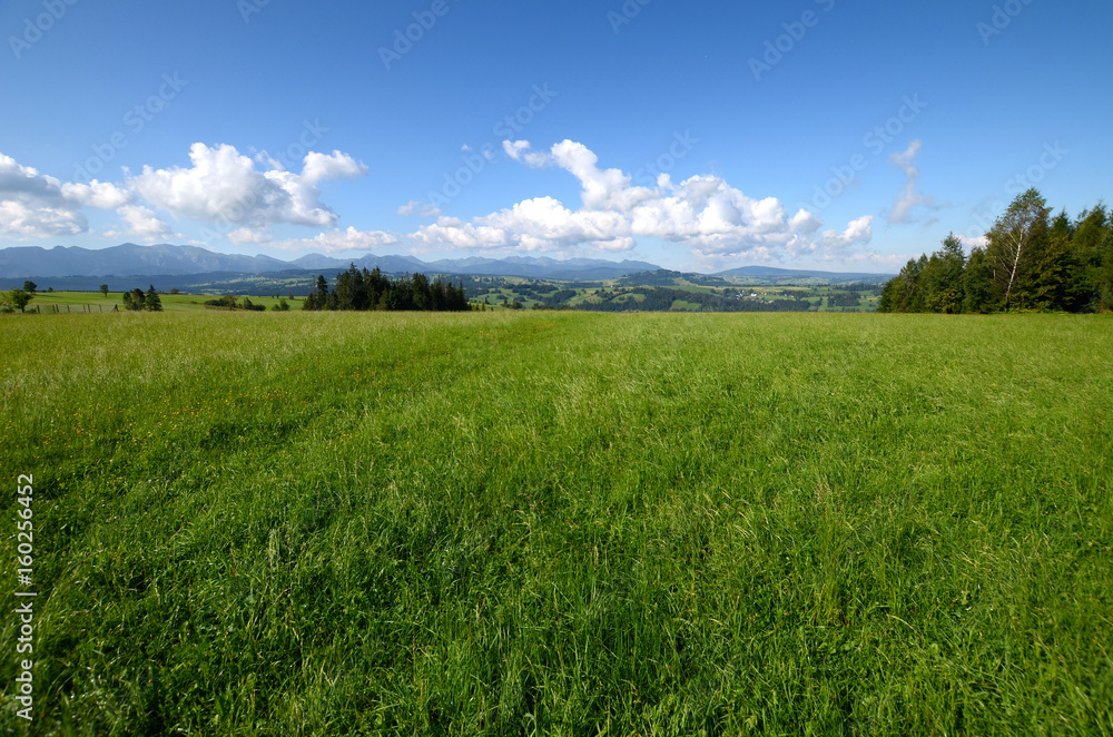 Meadow in the Tatra Mountains (Poland)