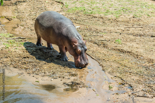 CHONBURI, THAILAND - FEBRUARY 11:The small hippopotamus stand beside the river in zoo on February 11, 2017 in Khao Kheow Open Zoo Chonburi, Thailand. photo
