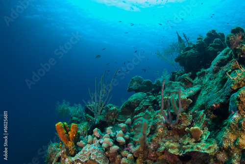 Fototapeta Naklejka Na Ścianę i Meble -  coral formations on the reef around Grand Cayman have taken centuries to grow. This abundant ecosystem is enjoyed by scuba divers who marvel at the natural beauty of the underwater caribbean world