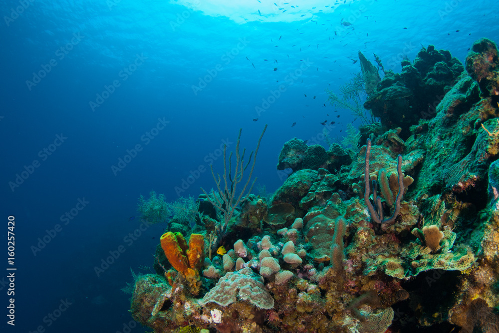 coral formations on the reef around Grand Cayman have taken centuries to grow. This abundant ecosystem is enjoyed by scuba divers who marvel at the natural beauty of the underwater caribbean world coral formations on the reef around Grand Cayman have taken centuries to grow. This abundant ecosystem is enjoyed by scuba divers who marvel at the natural beauty of the underwater caribbean world