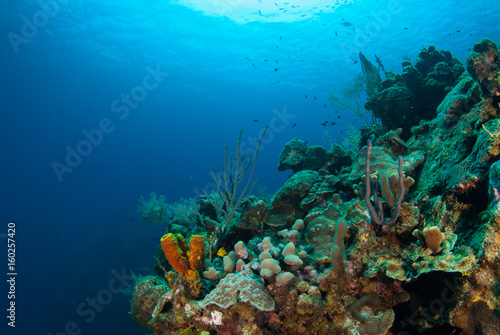 coral formations on the reef around Grand Cayman have taken centuries to grow. This abundant ecosystem is enjoyed by scuba divers who marvel at the natural beauty of the underwater caribbean world