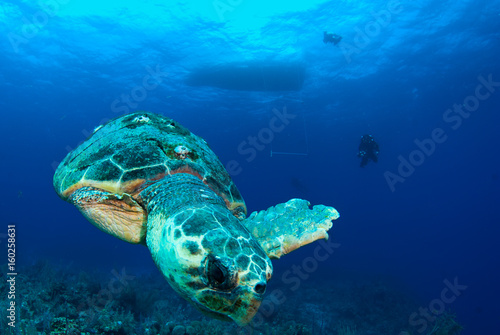 A loggerhead sea turtle swims through the deep blue ocean in Grand Cayman, Caribbean. The majestic reptile is so old he has barnacles on his shell. This unfortunate guy has lost a fin.