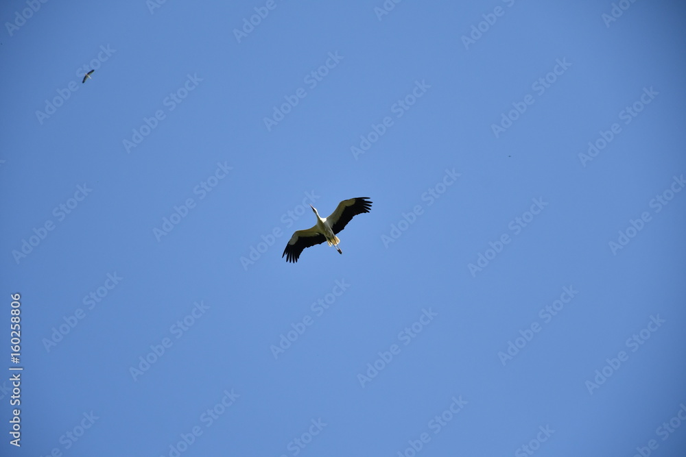 stork flying and sitting in the nest stork flying and sitting in the nest