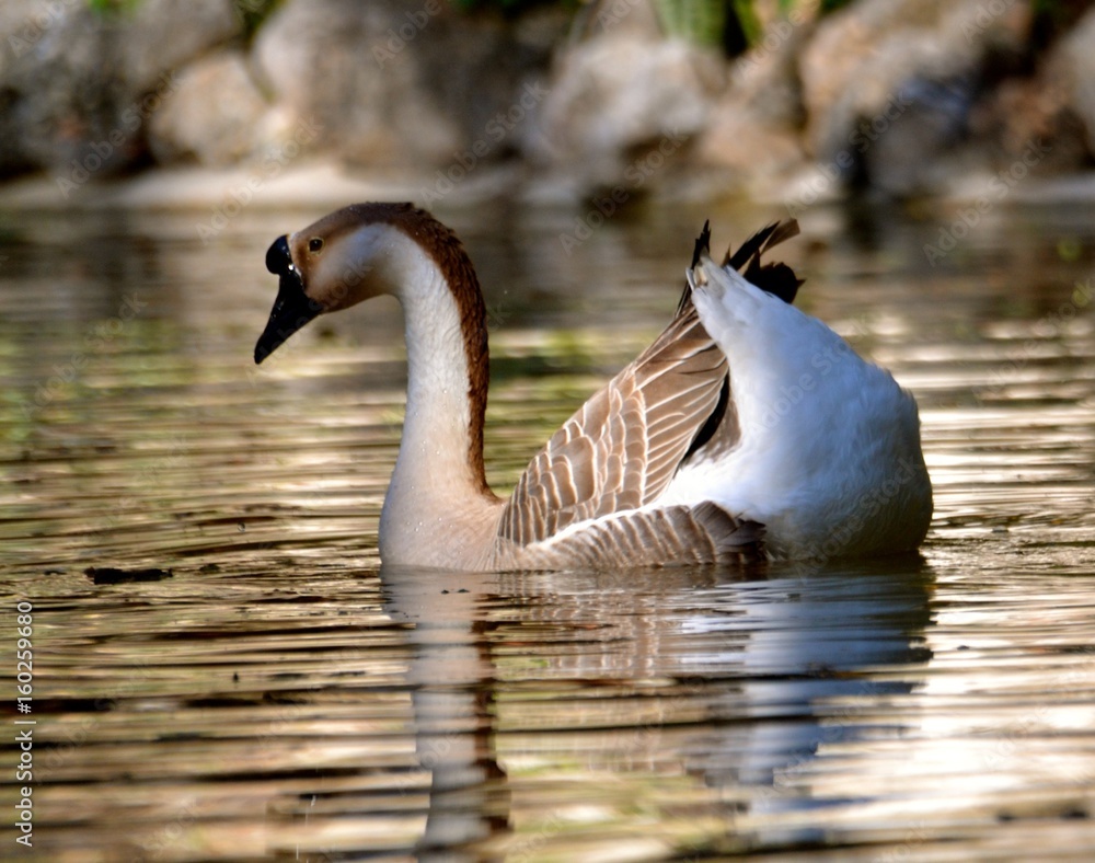 Stunning in Reflection Stunning in Reflection