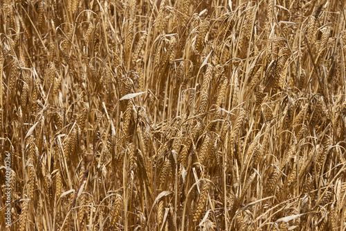 Ears of barley on the field in summer