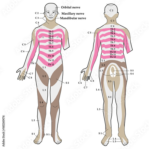 Vector image segmental innervation of the skin. Infographics.