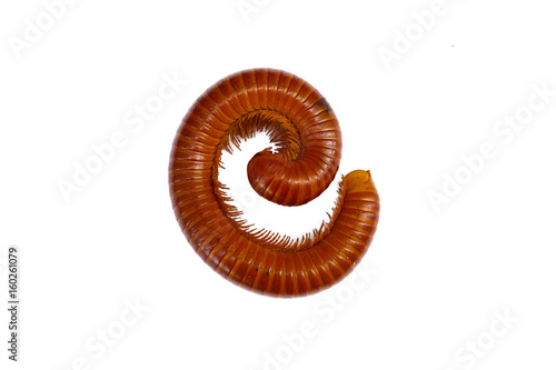 Giant Millipede on the white background