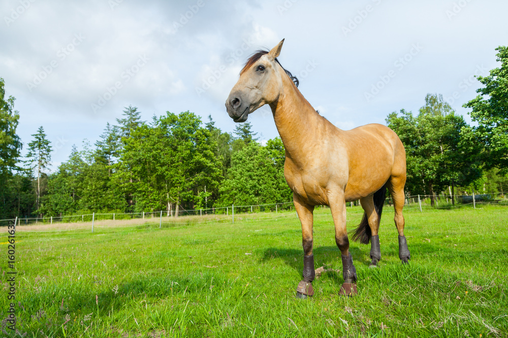 Fototapeta premium brown horse stands on green willow