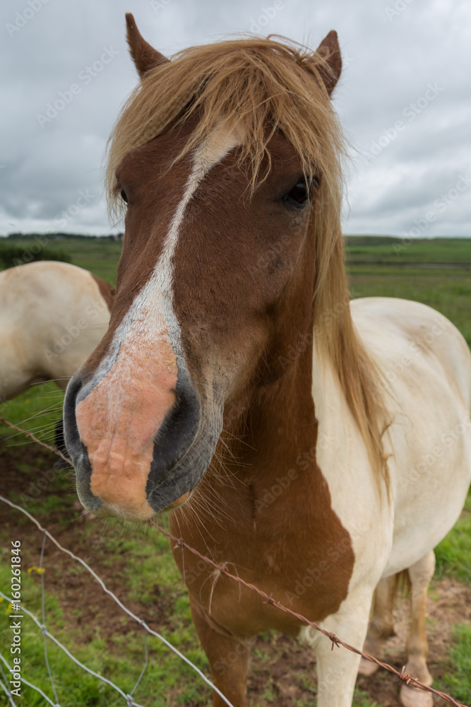 Fototapeta premium Cavallo islandese, bianco e marrone, in primo piano