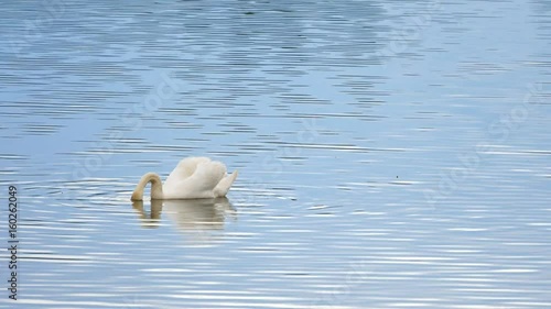 Majestic adult swan swim on smooth water level with sun reflections and sparkles 