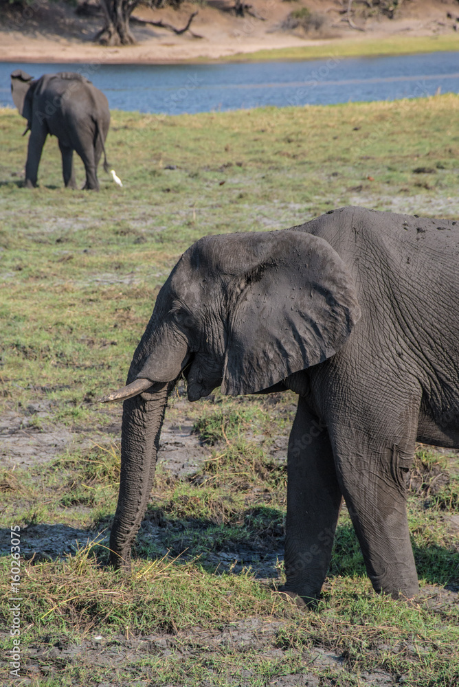 Elephant eating in Chobe National Park in Botswana