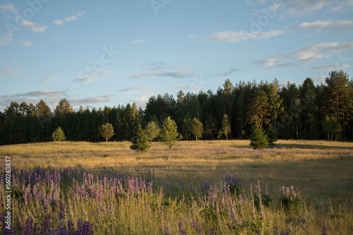 green field with purple flowers and forest against