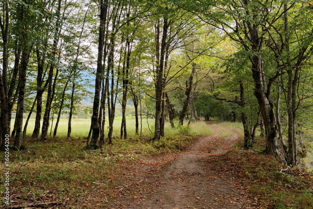 Road in the autumn forest. Caucasus. Russia. The Caucasian reserve. View of the cordon Guzeripl Road in the autumn forest. Caucasus. Russia. The Caucasian reserve. View of the cordon Guzeripl