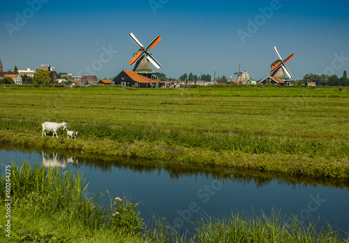 Goat mother and baby in windmill fields