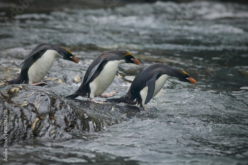 Macaroni penguin  Eudyptes chrysolophus  going to sea