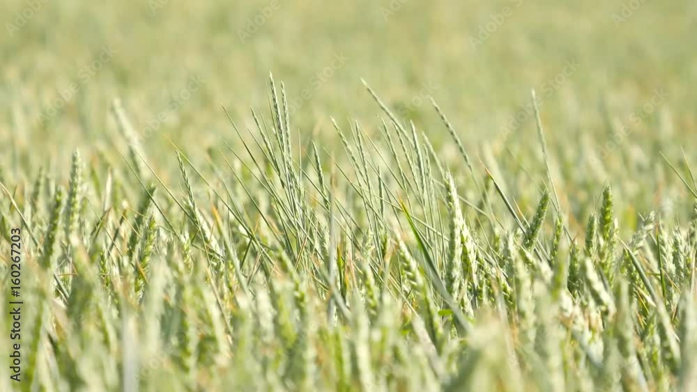 Young green wheat blowing in the wind. Field of ripening corn plants at middle of June. Young green wheat blowing in the wind. Field of ripening corn plants at middle of June.