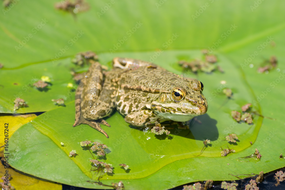 Green frog on a leaf in the pond